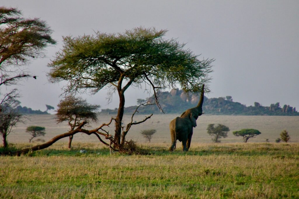 East Africa Pre-Investment Trip Planning